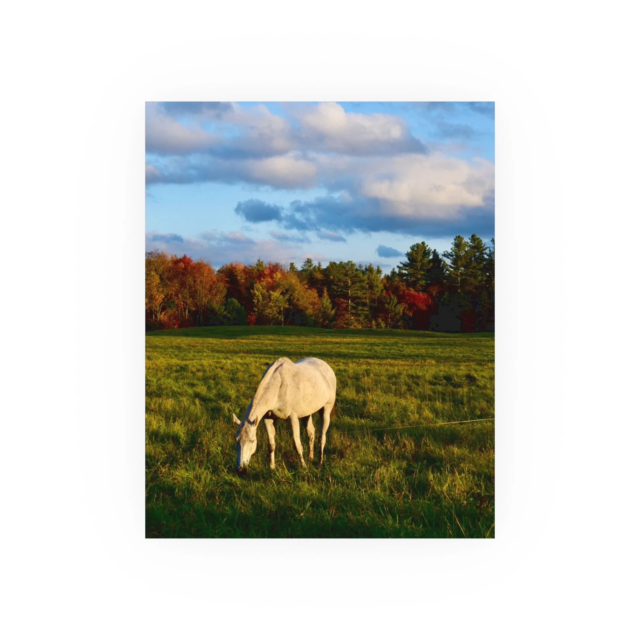Horse Meadow Photo Poster — Satin or Archival Matte