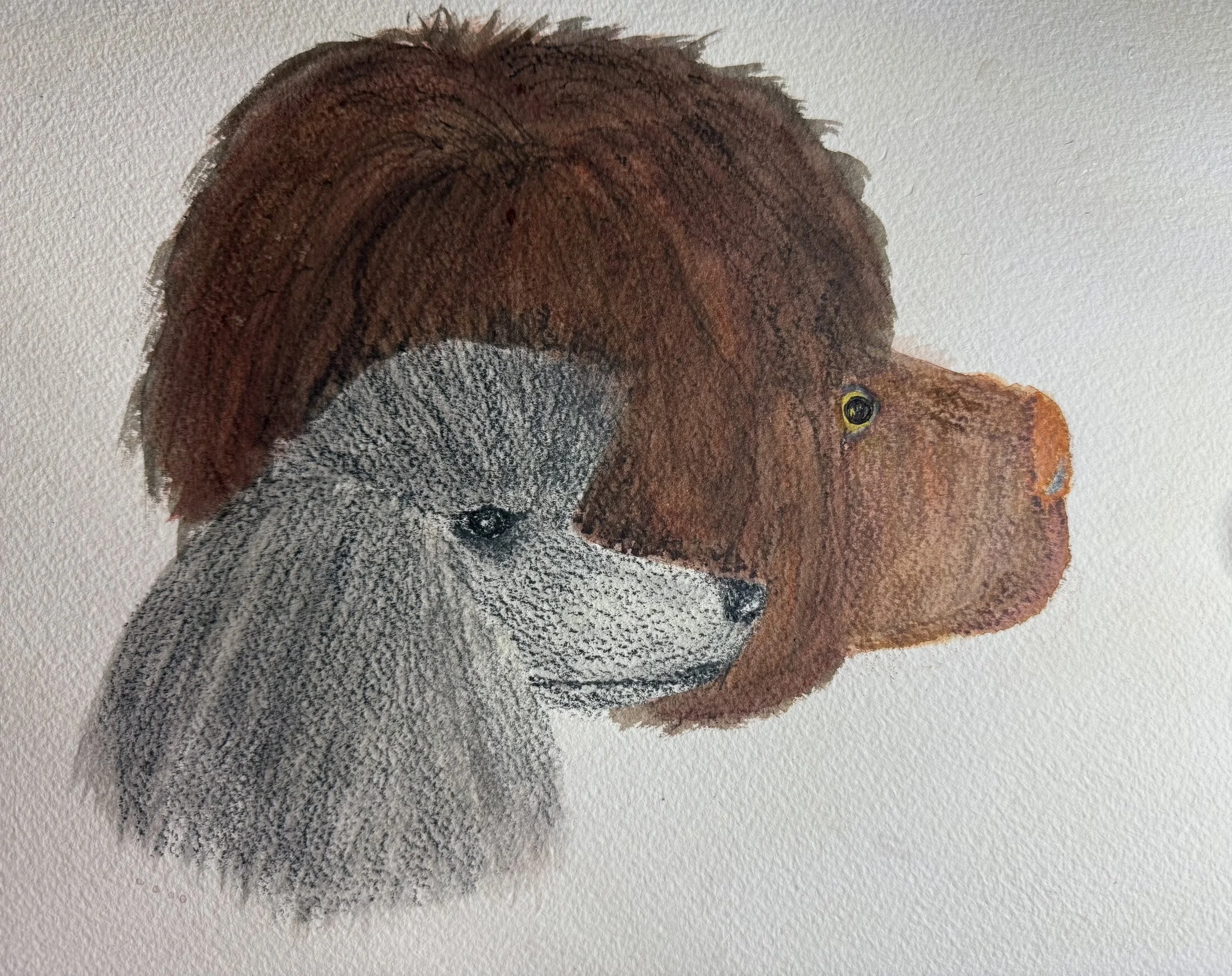 From Lens to Palette:               &amp; introduction  to        Therapy Dog Work
