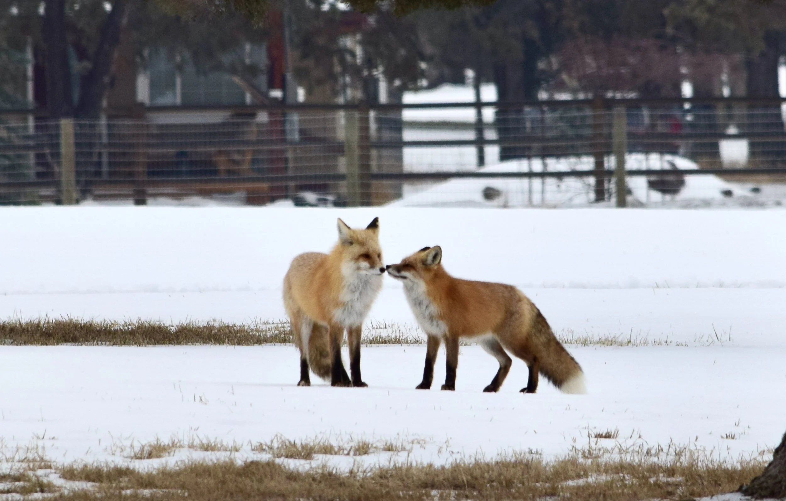 Fox Couple Winter.JPG