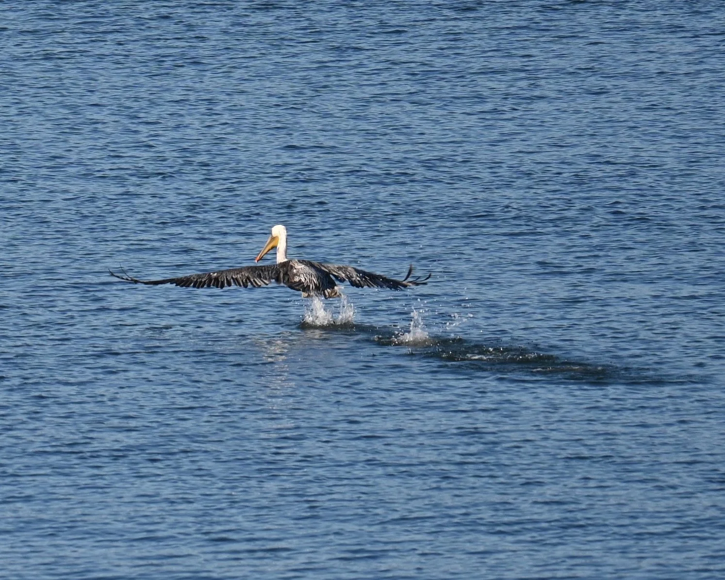 Pelican take off, Oregon coast