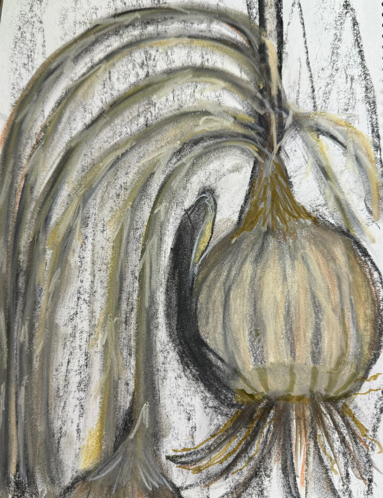 Yellow onion Charcoal and Pastel