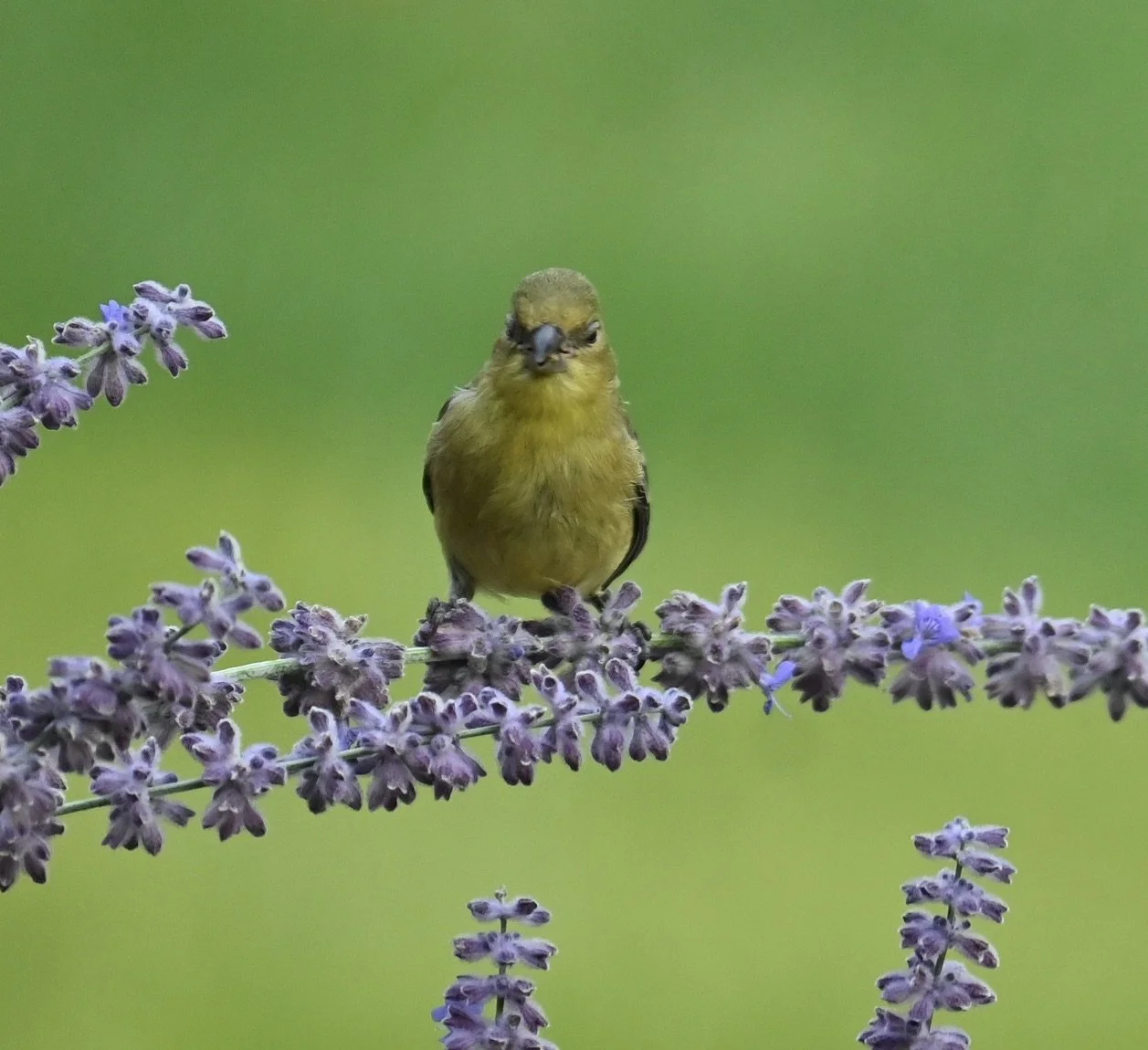 goldfinch.JPG