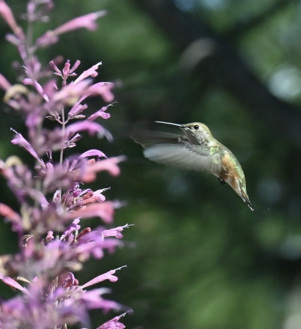 Humming bird.JPG