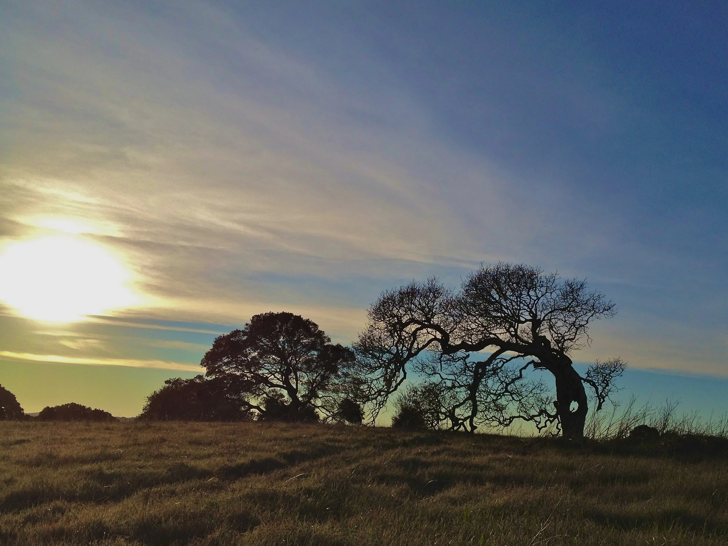 Madame Oak,  Helen Putman Park, CA