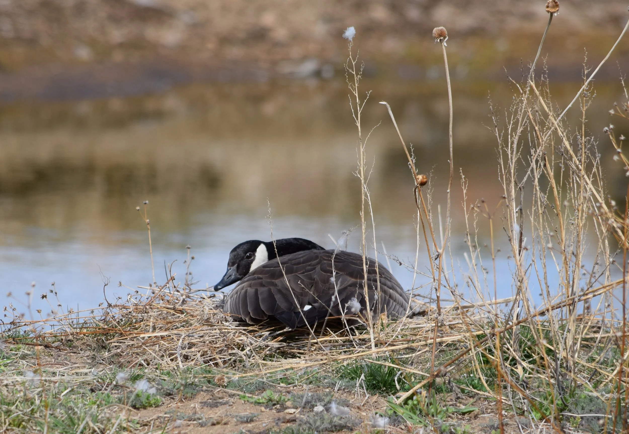 Mama Goose 2