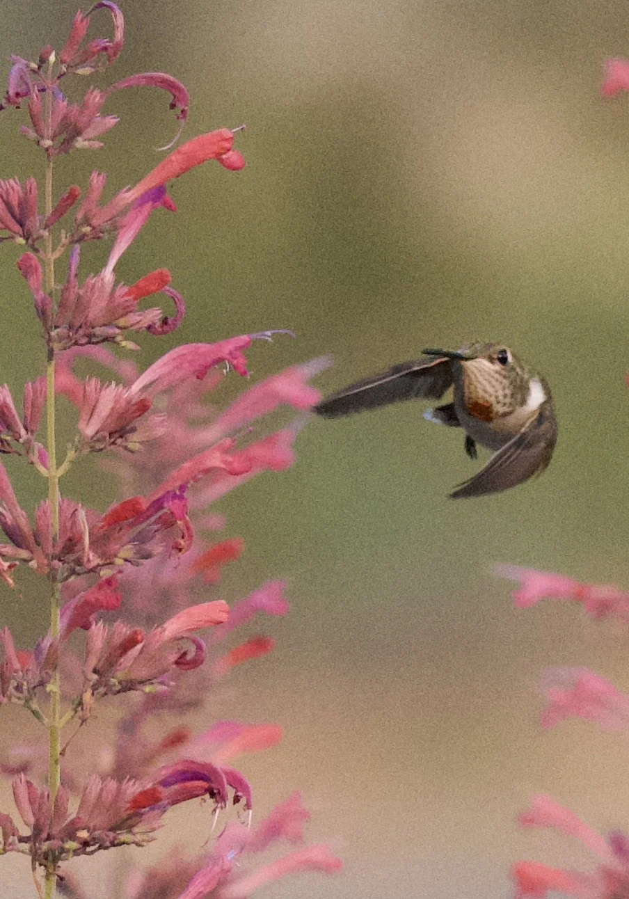 hummingbird.jpeg