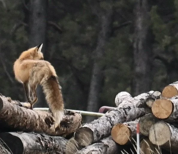 Red Fox evening hunt.JPG