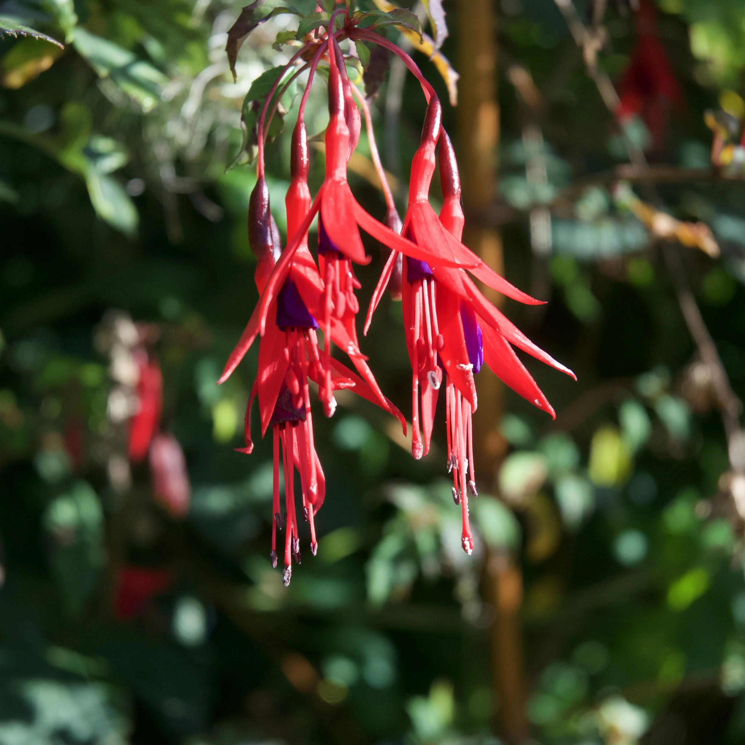 Fuchsia Tree, Cork Ireland