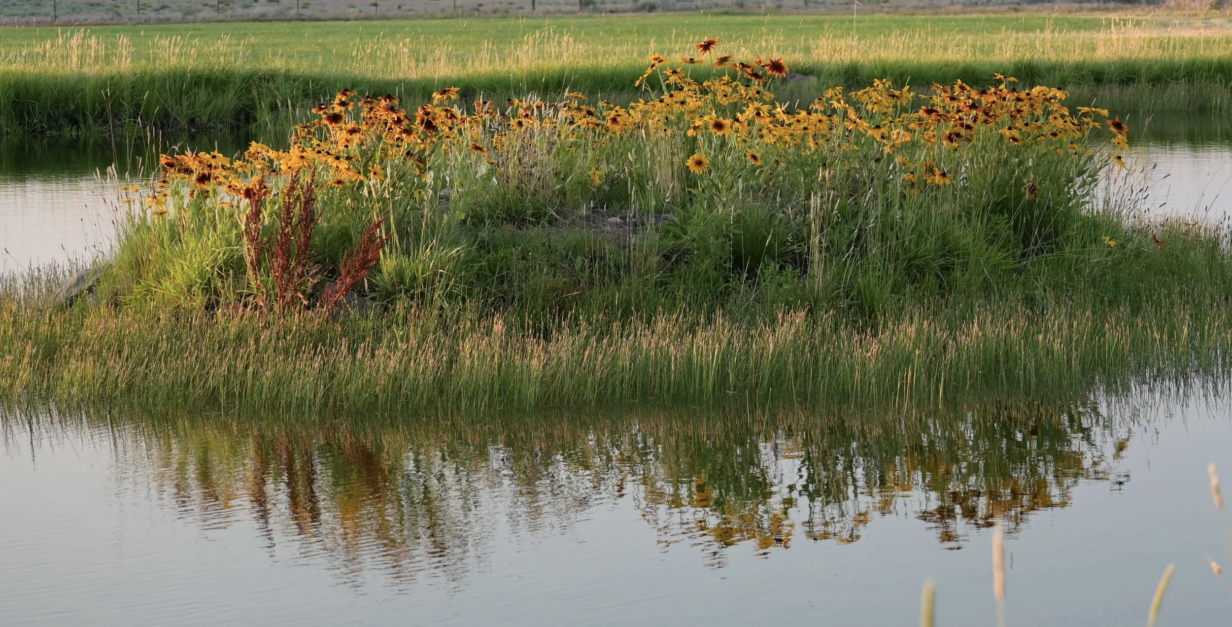 Black eyed Susans on our irrigation pond island, filtered by smoke of local fires.