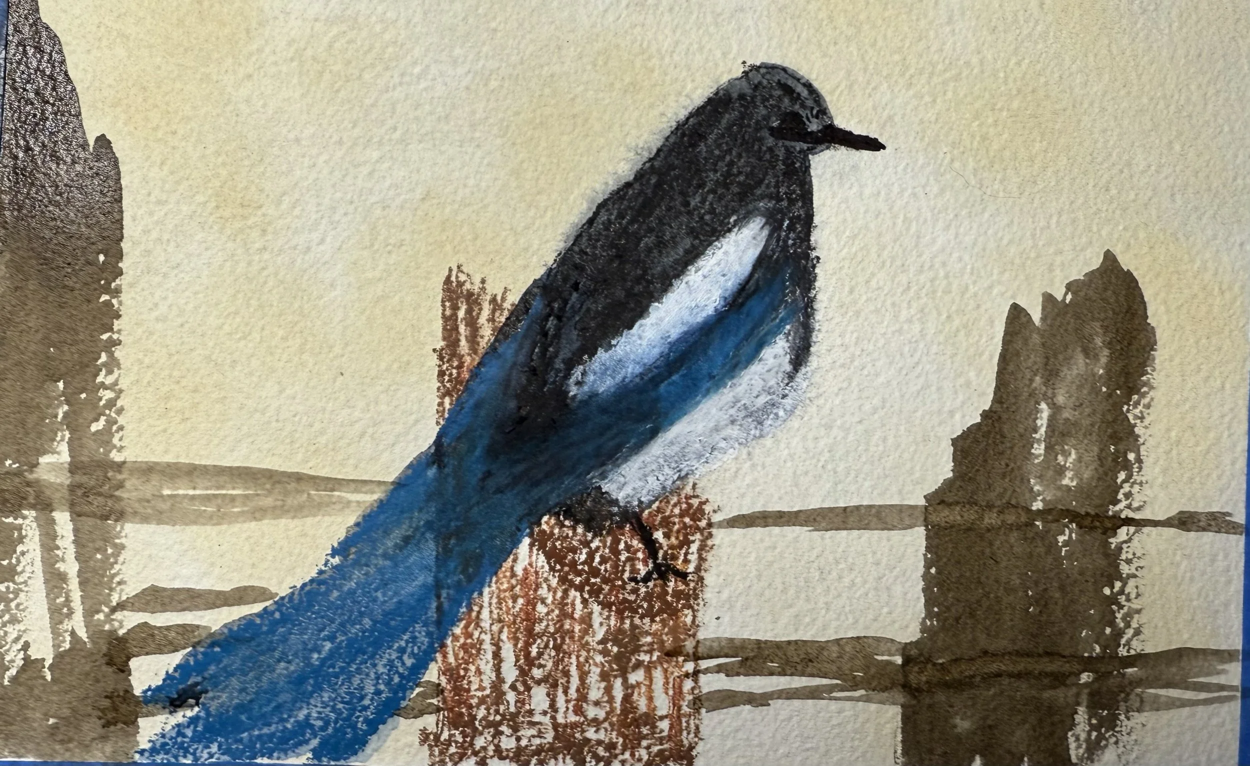 Magpie bird