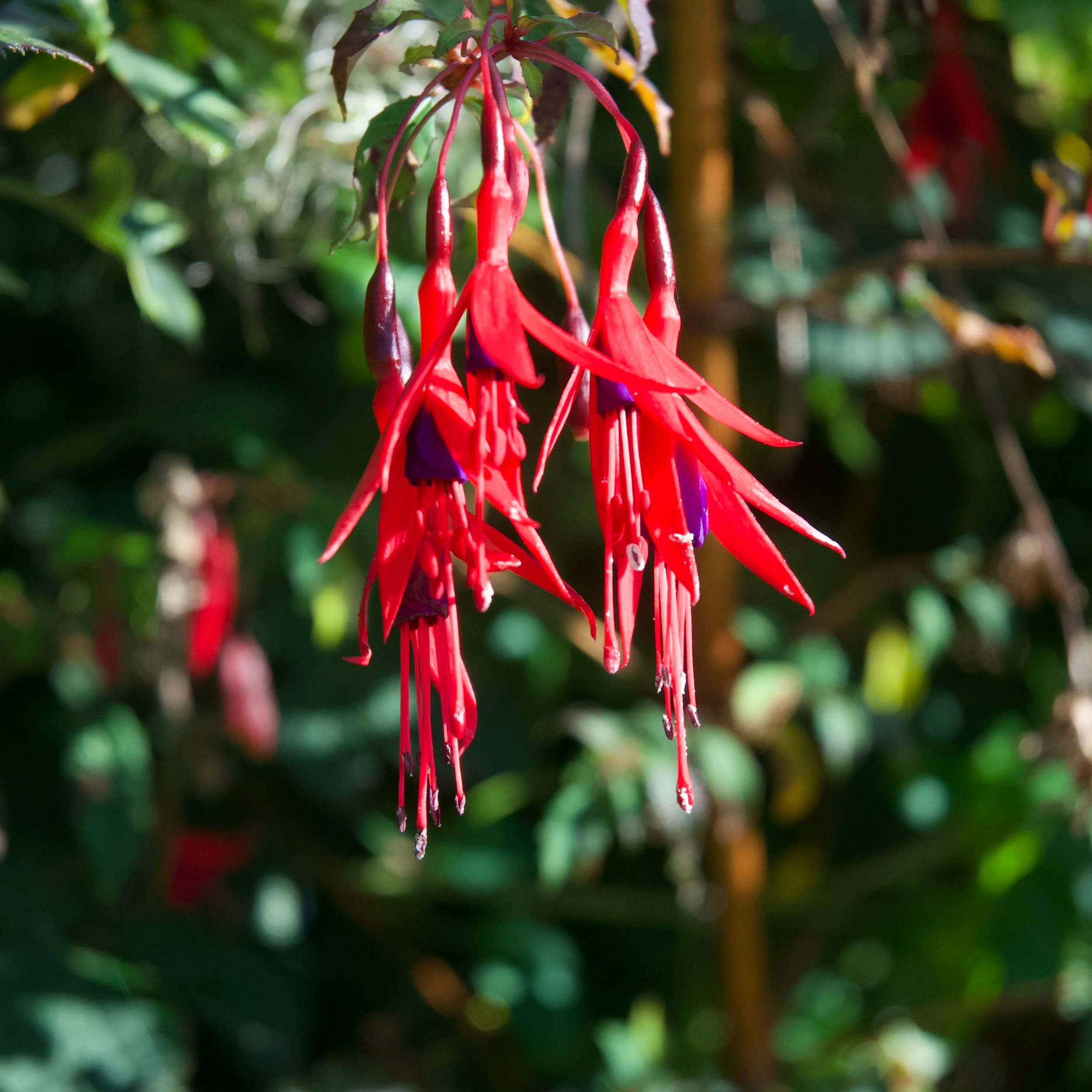 Close-up of red and purple flowers hanging from a plant with green leaves and blurred background.