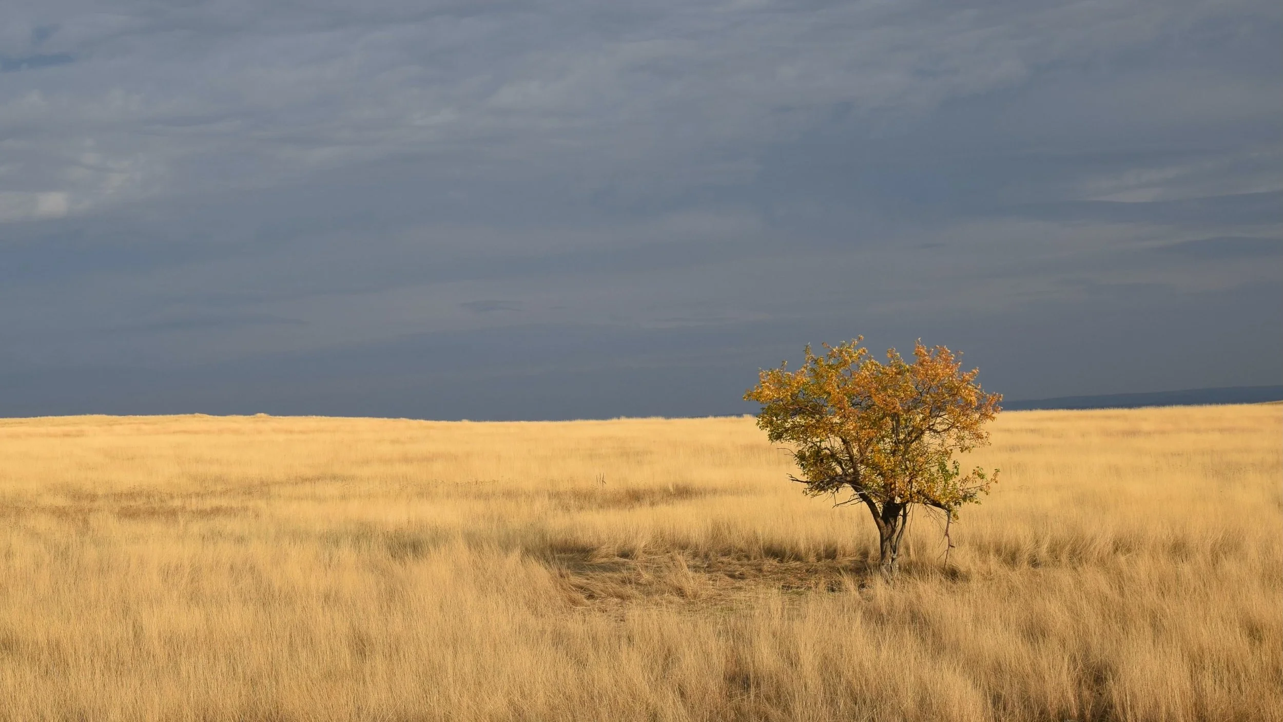 Golden Oak,  Wallowa, OR