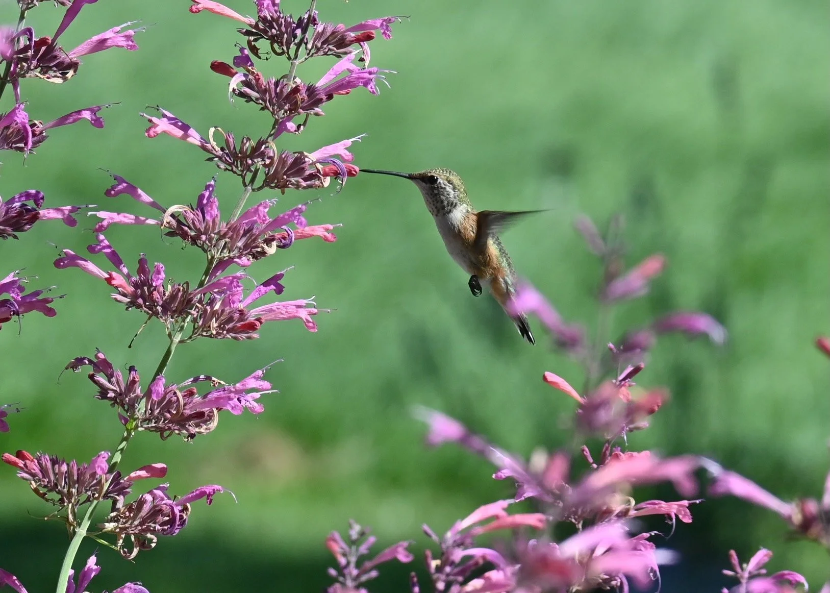 Humming Bird, Redmond OR