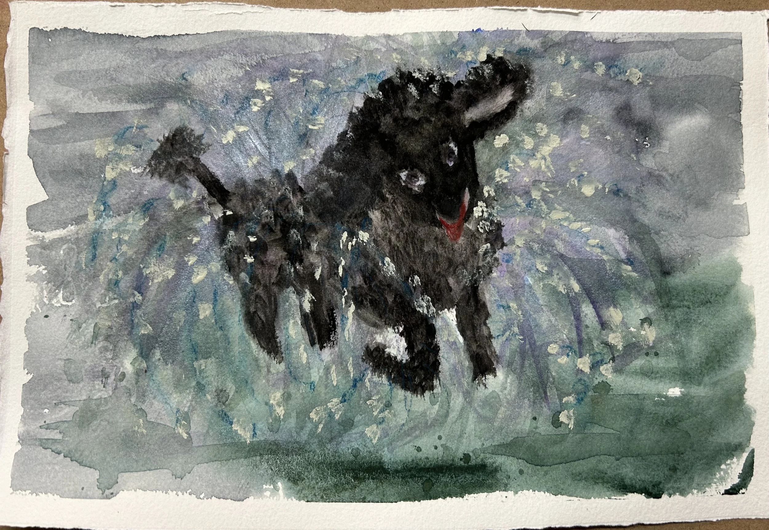 Poodle shaking off water