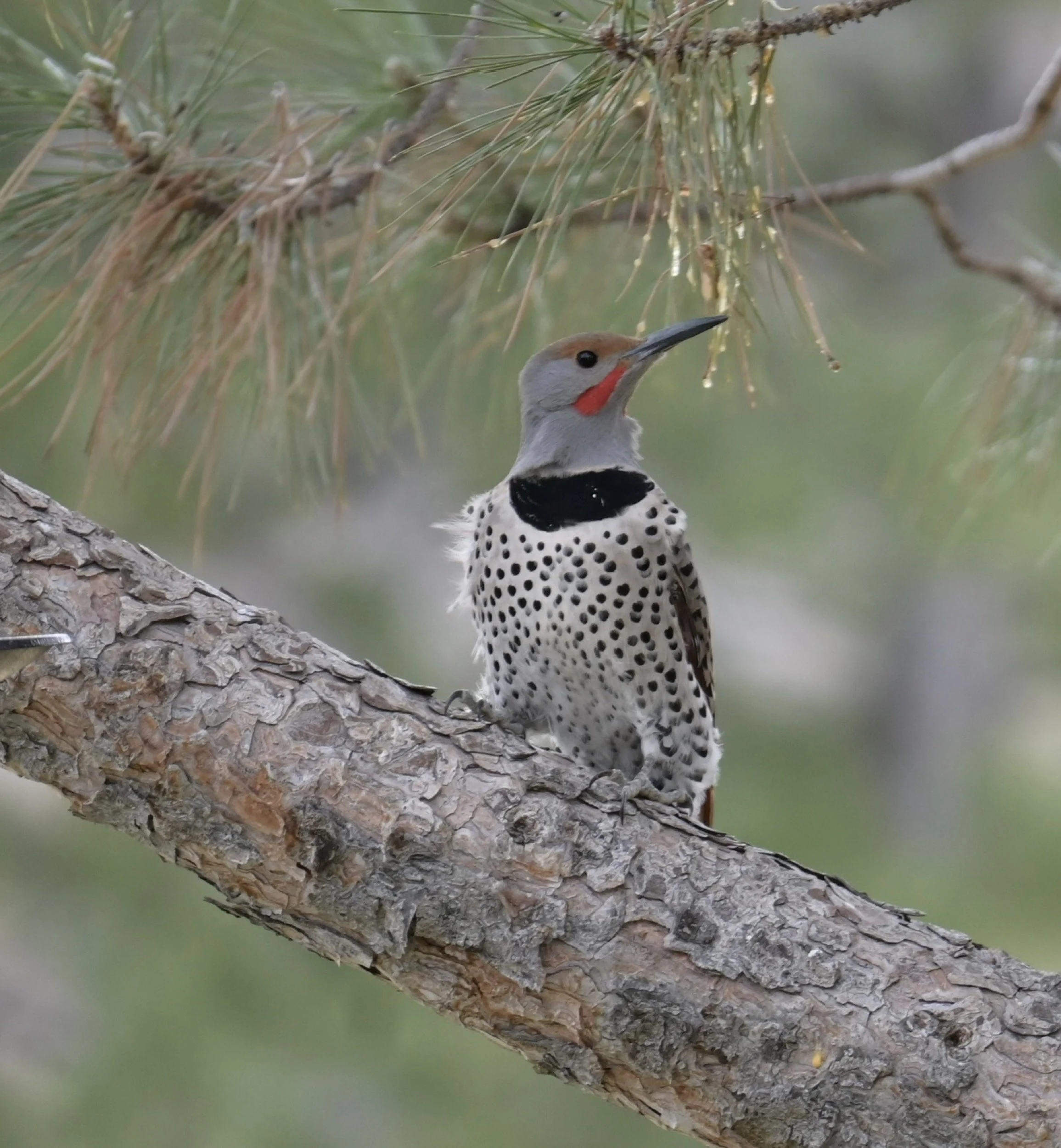 Northern Flicker on frozen day, Redmond OR