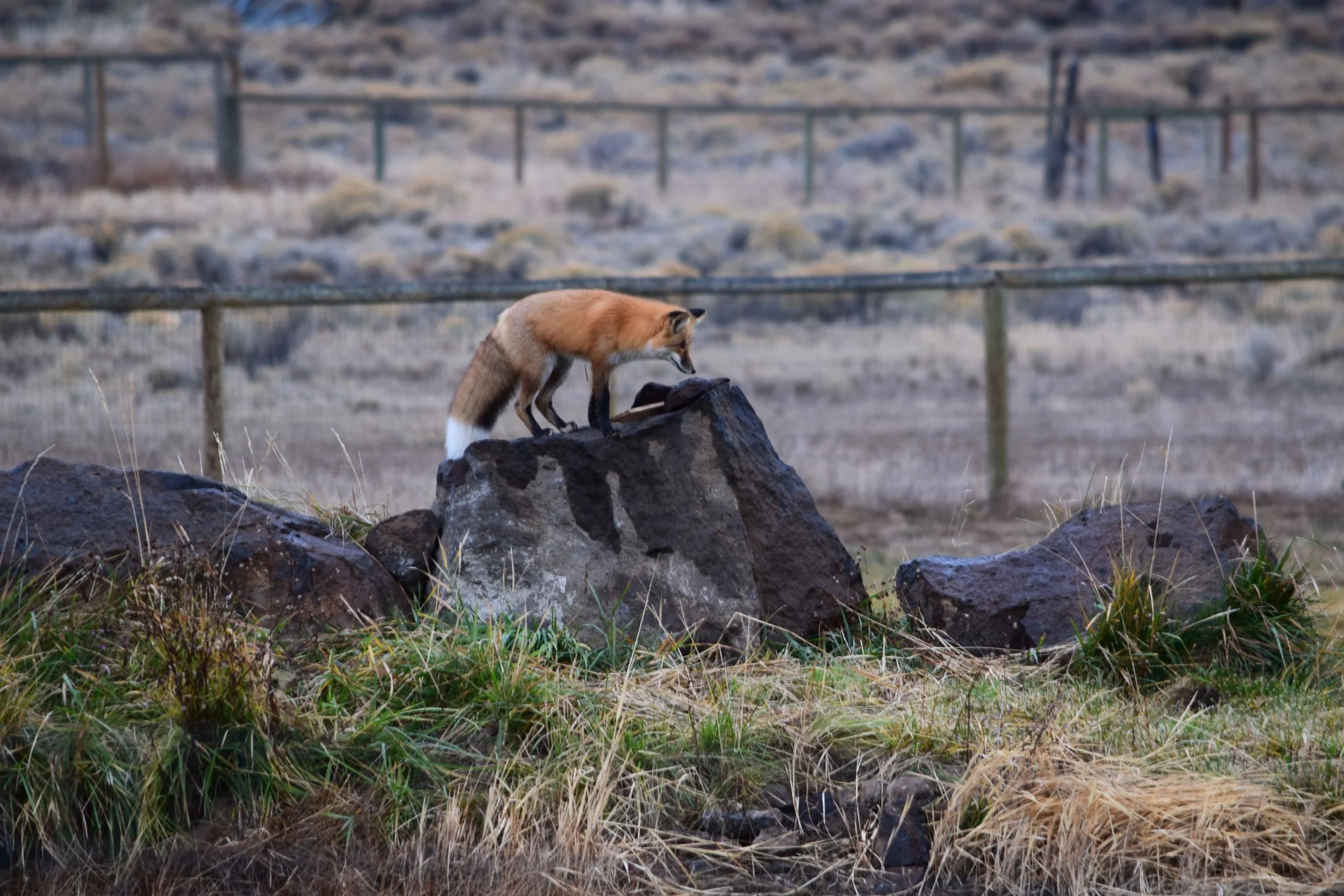 Fox on a hunt.JPG