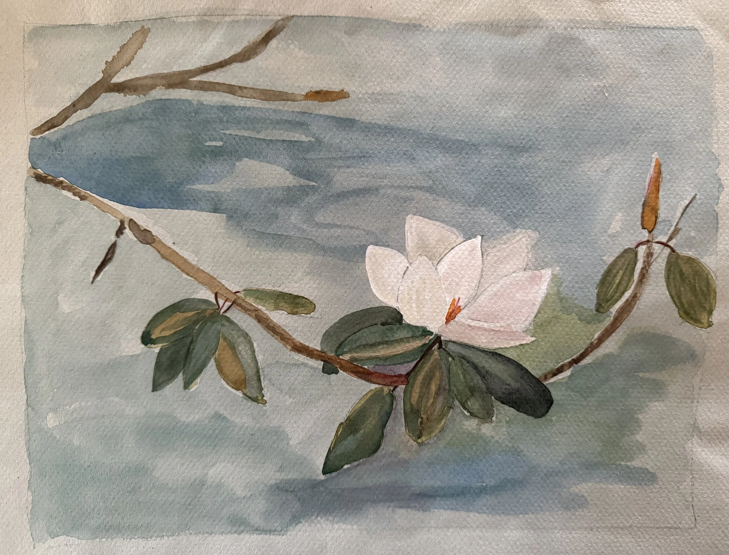 Magnolia BLosson; Watercolor on Grey cotton paper