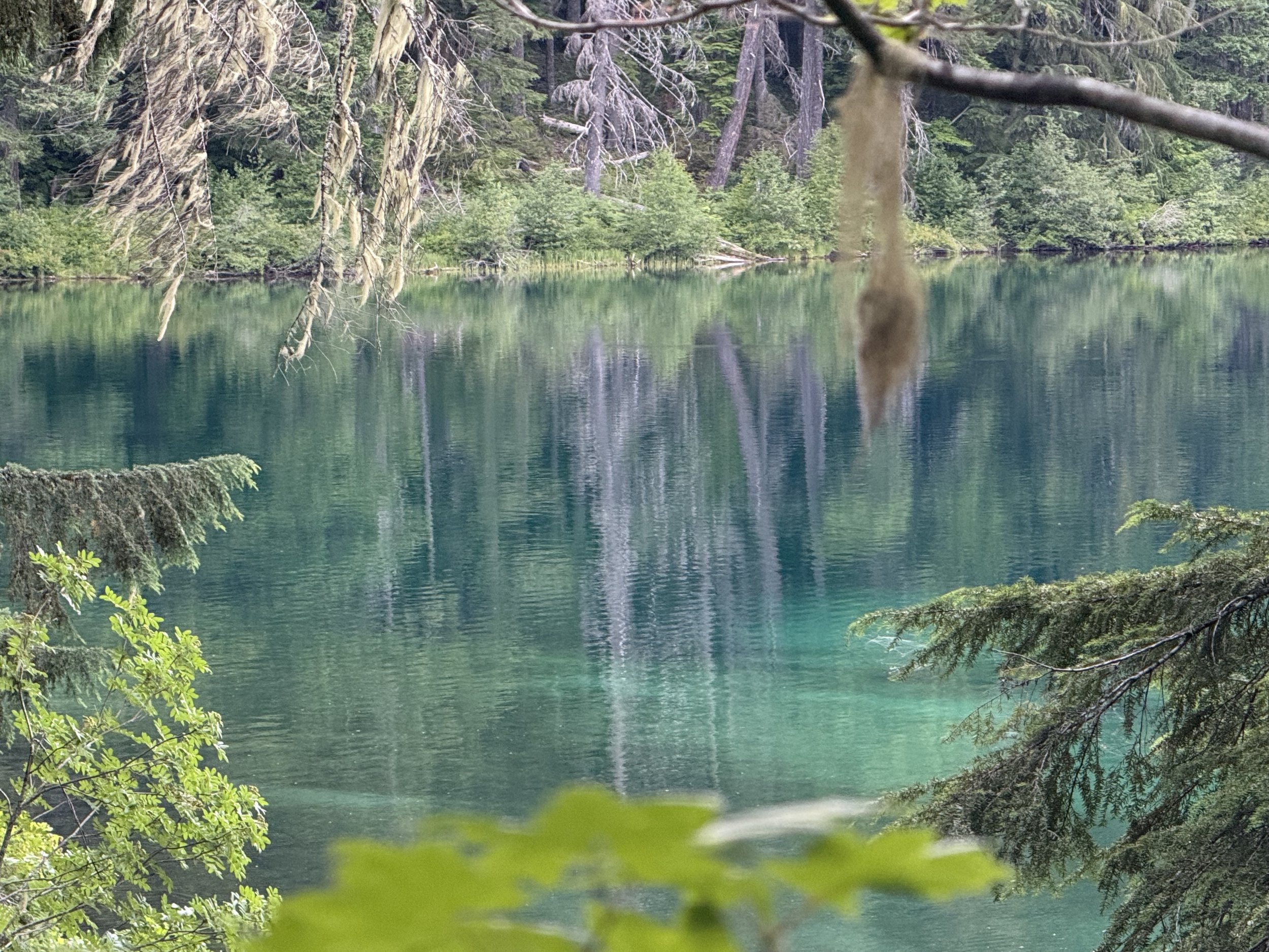Clear Lake Moss reflections, Spring, OR