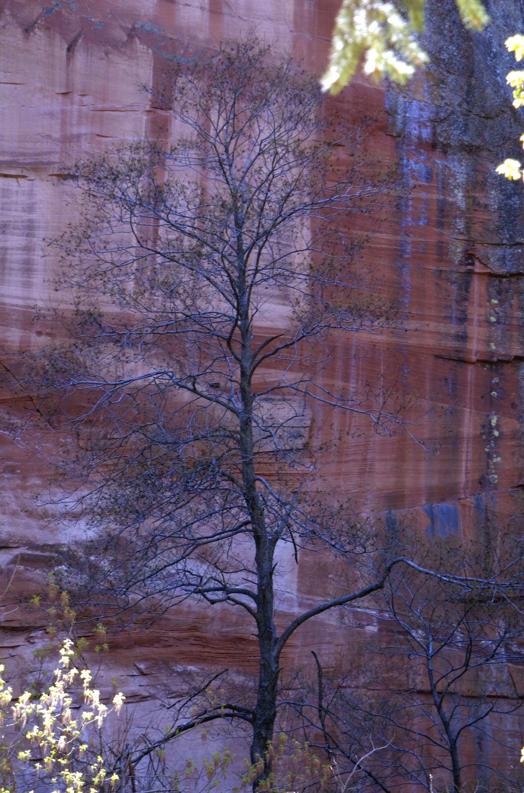 Lone tree Sedona at fork Trail 
