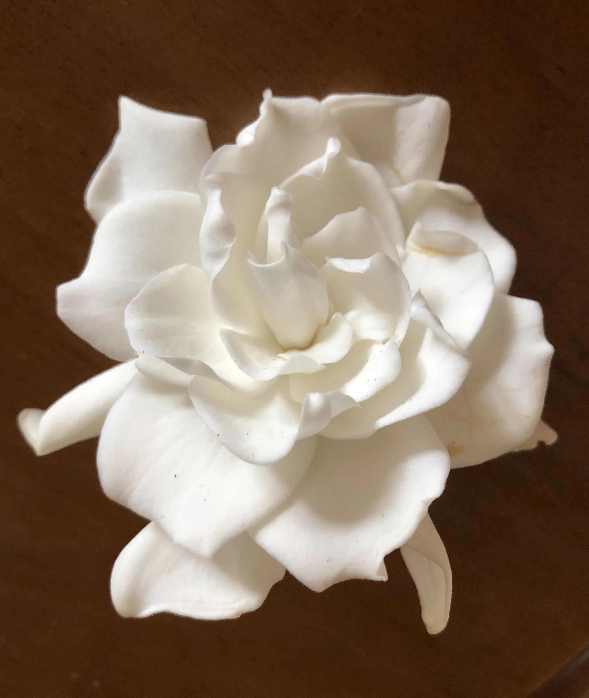 Gardenia.jpg