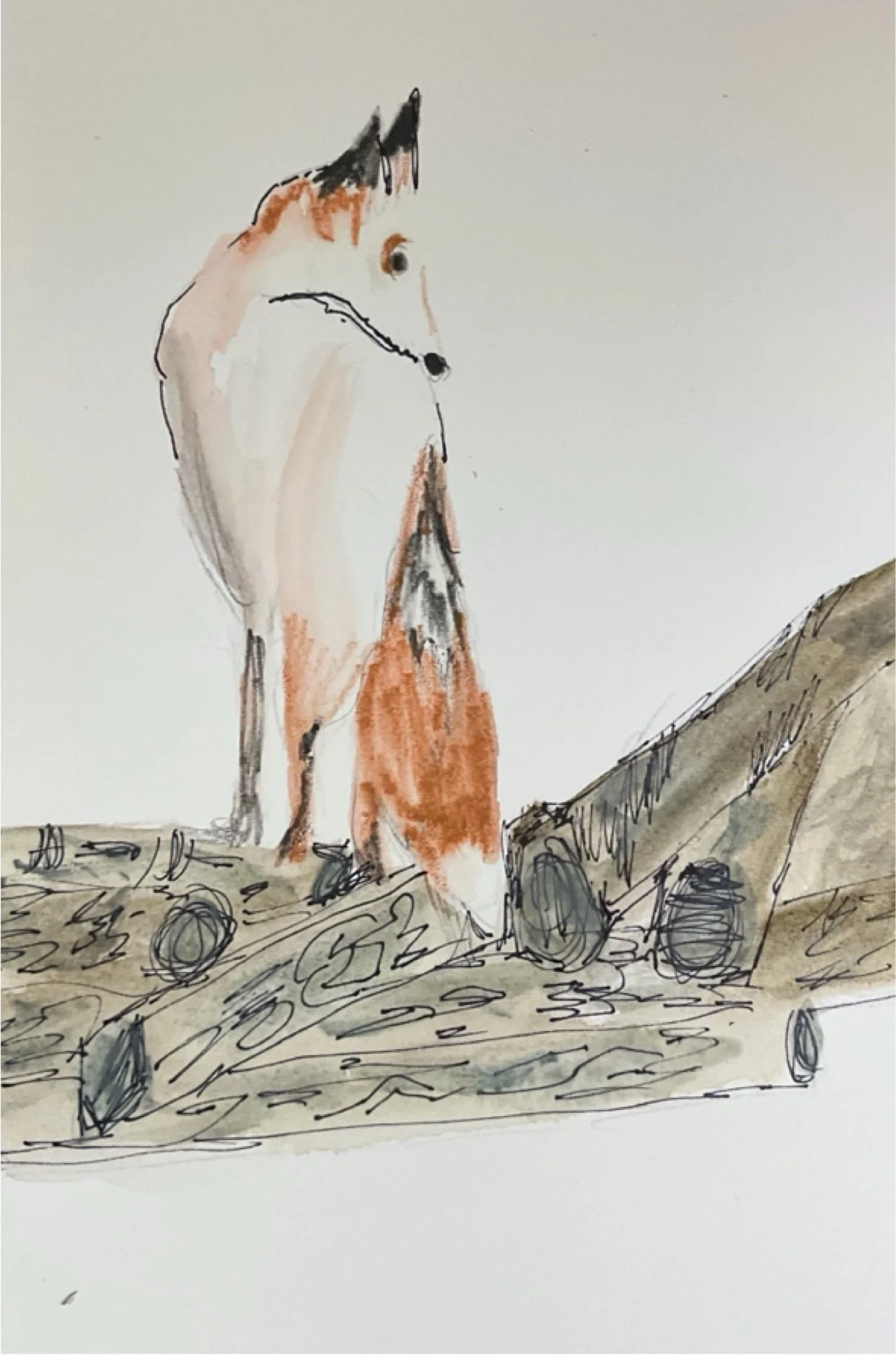 Red Fox,  Sketch