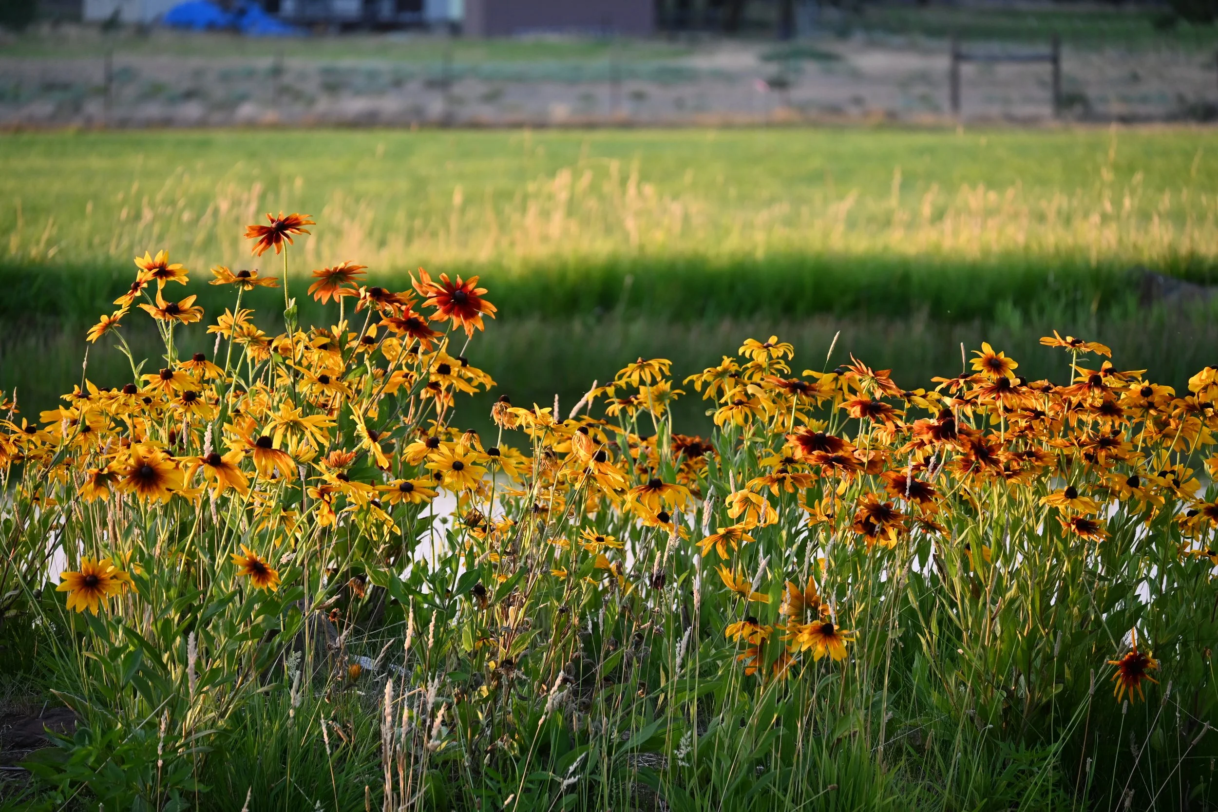 Black eyed Susans on our irrigation pond island, filtered by smoke of local fires.