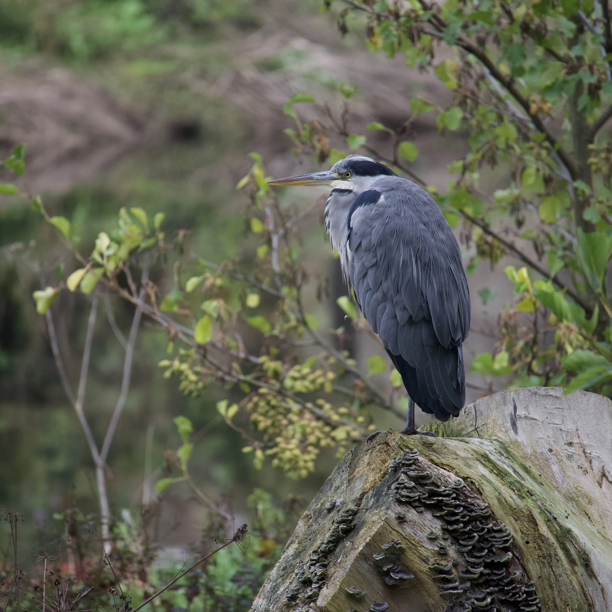 Blue Heron, Cork Ireland 