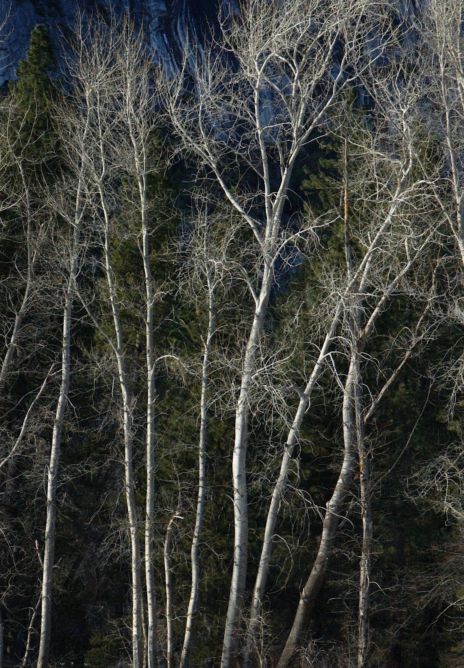 yosemite aspens.jpeg