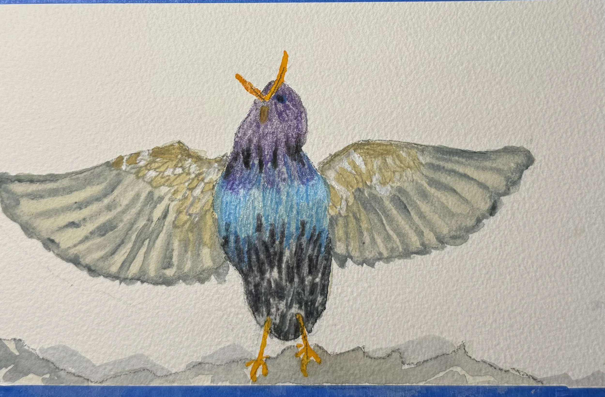 Singing Starling