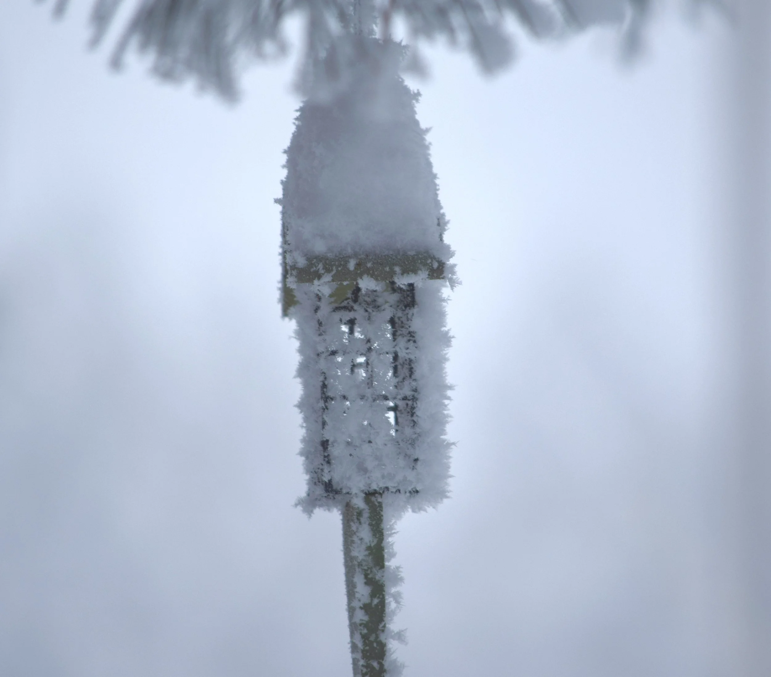 Frozen suet feeder
