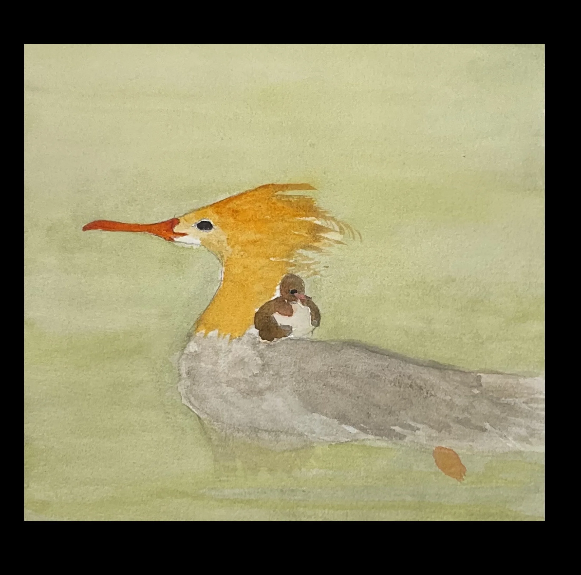 Merganser Ducke &  duckling