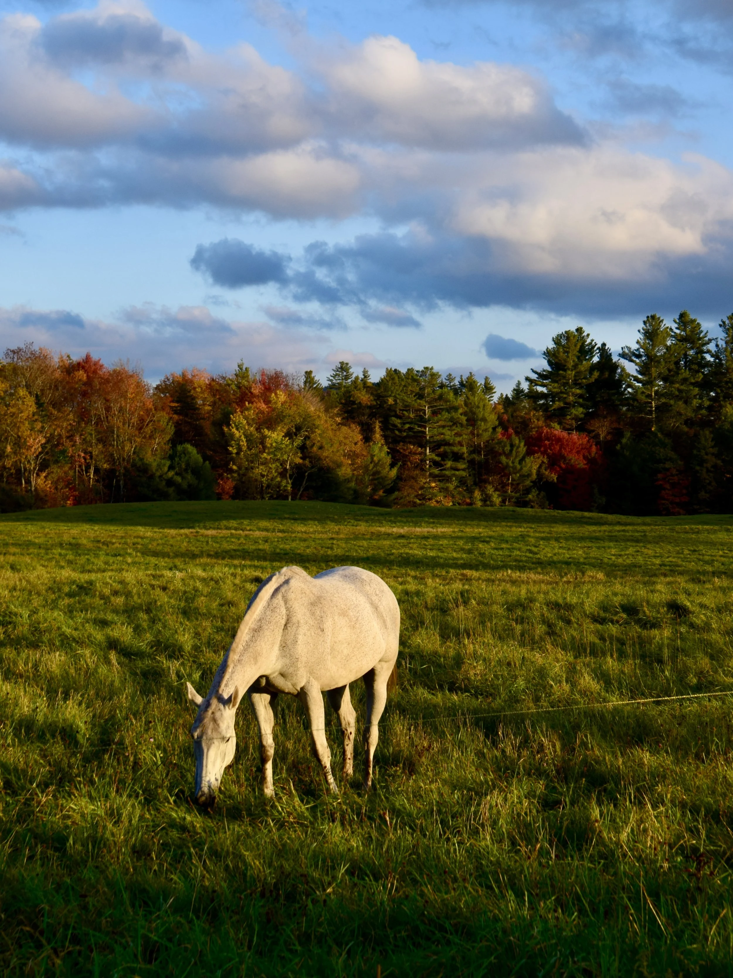 Moring glow on Horse, Vermont field