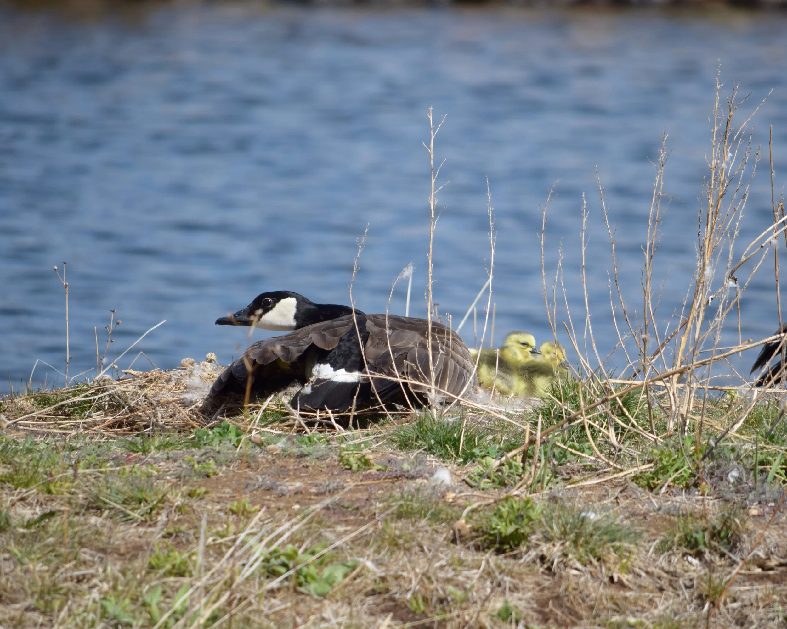Mama goose and goslings; Redmond OR