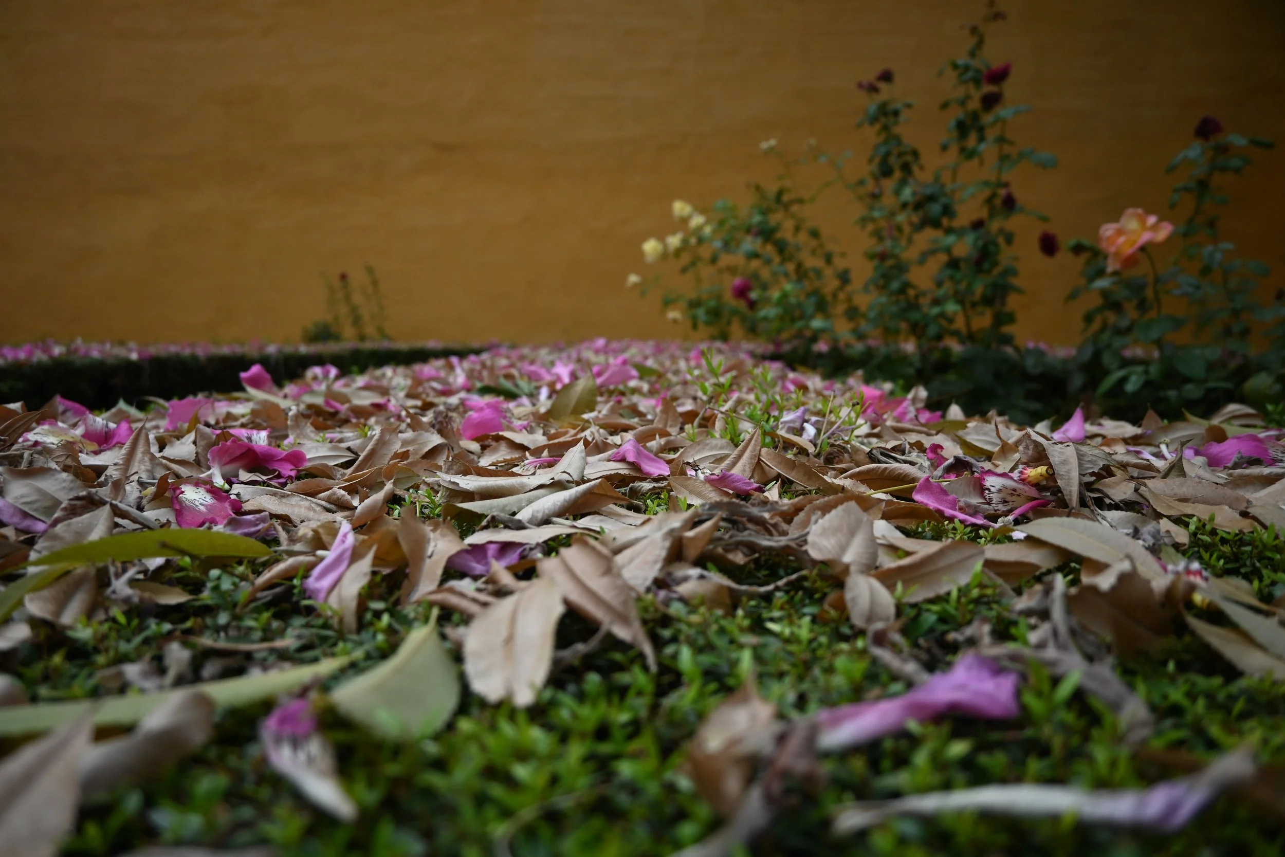 Fallen petals in courtyard Garden, Rome 