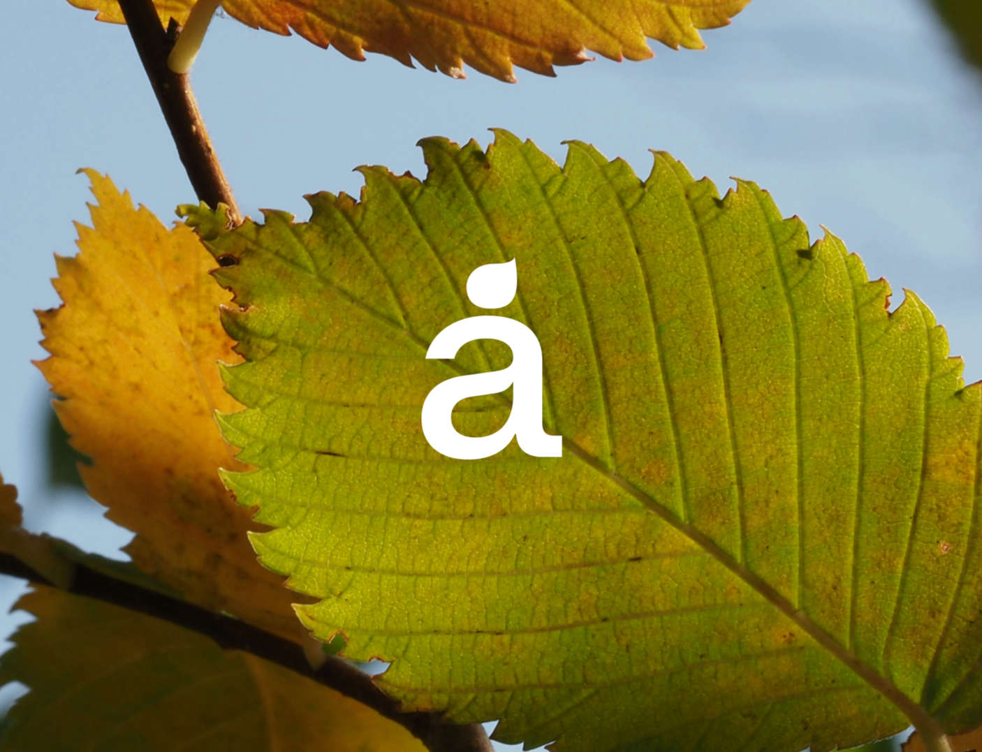 logo+arboles.png