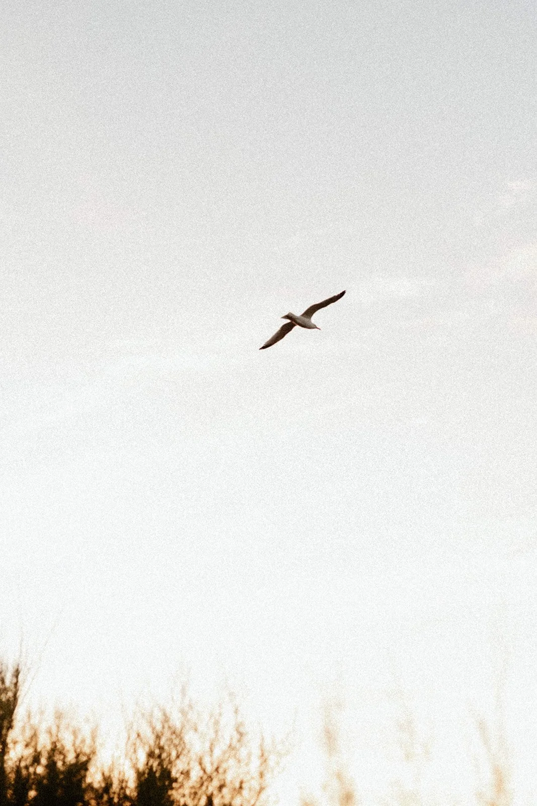A bird flying in a cloudy sky with trees at the bottom of the image.