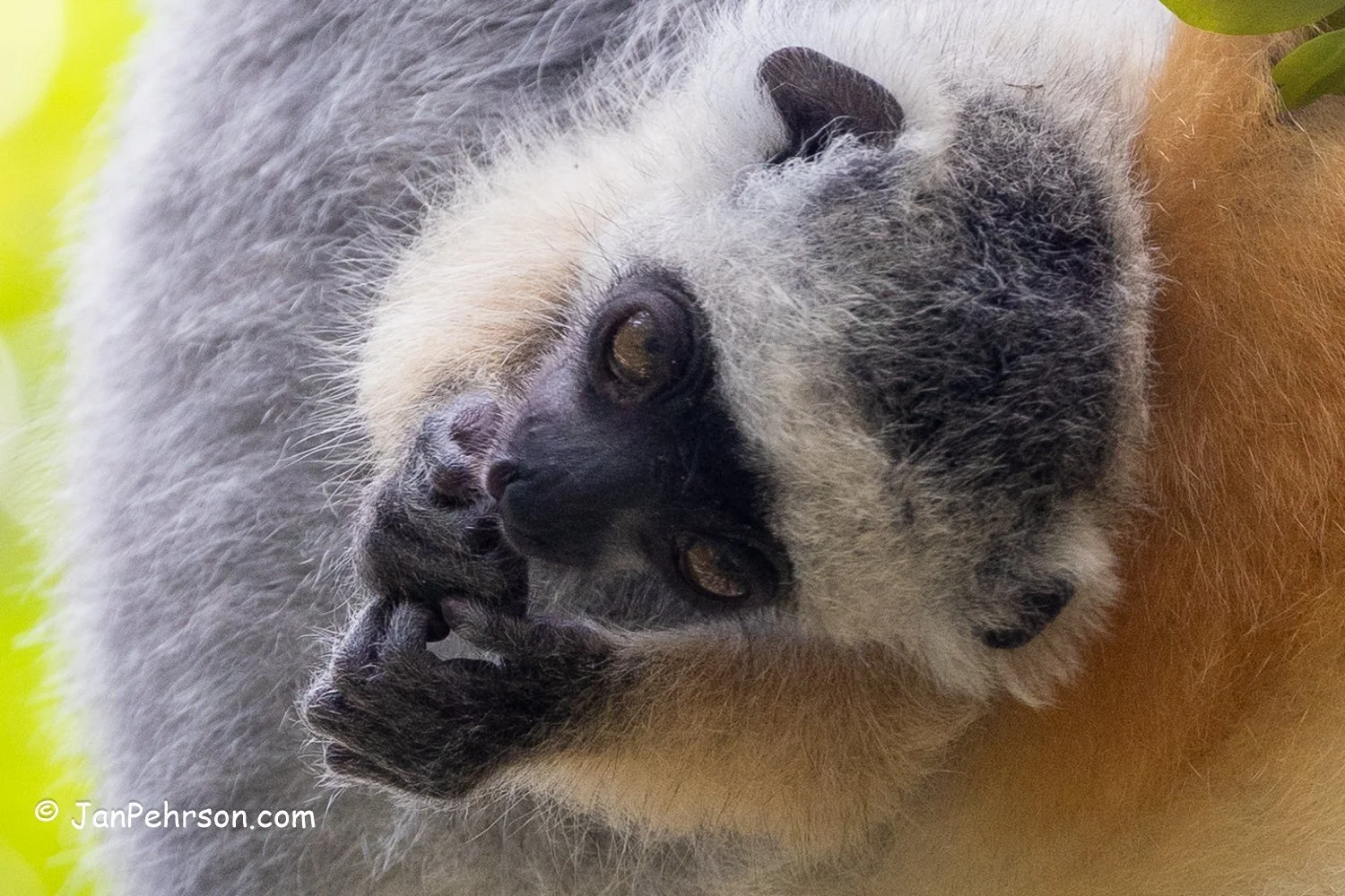 Analamazautra Park, Madagascar. Diademed Sifaka (Dancing) Lemur Baby