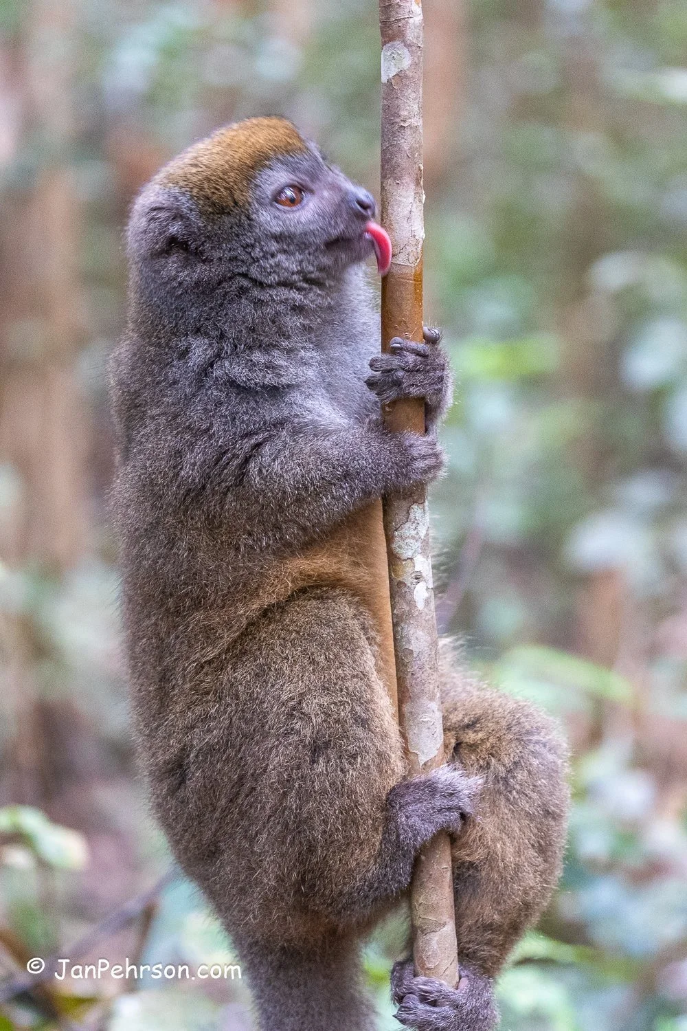 Andasibe Reserve, Madagascar. Bamboo Lemur