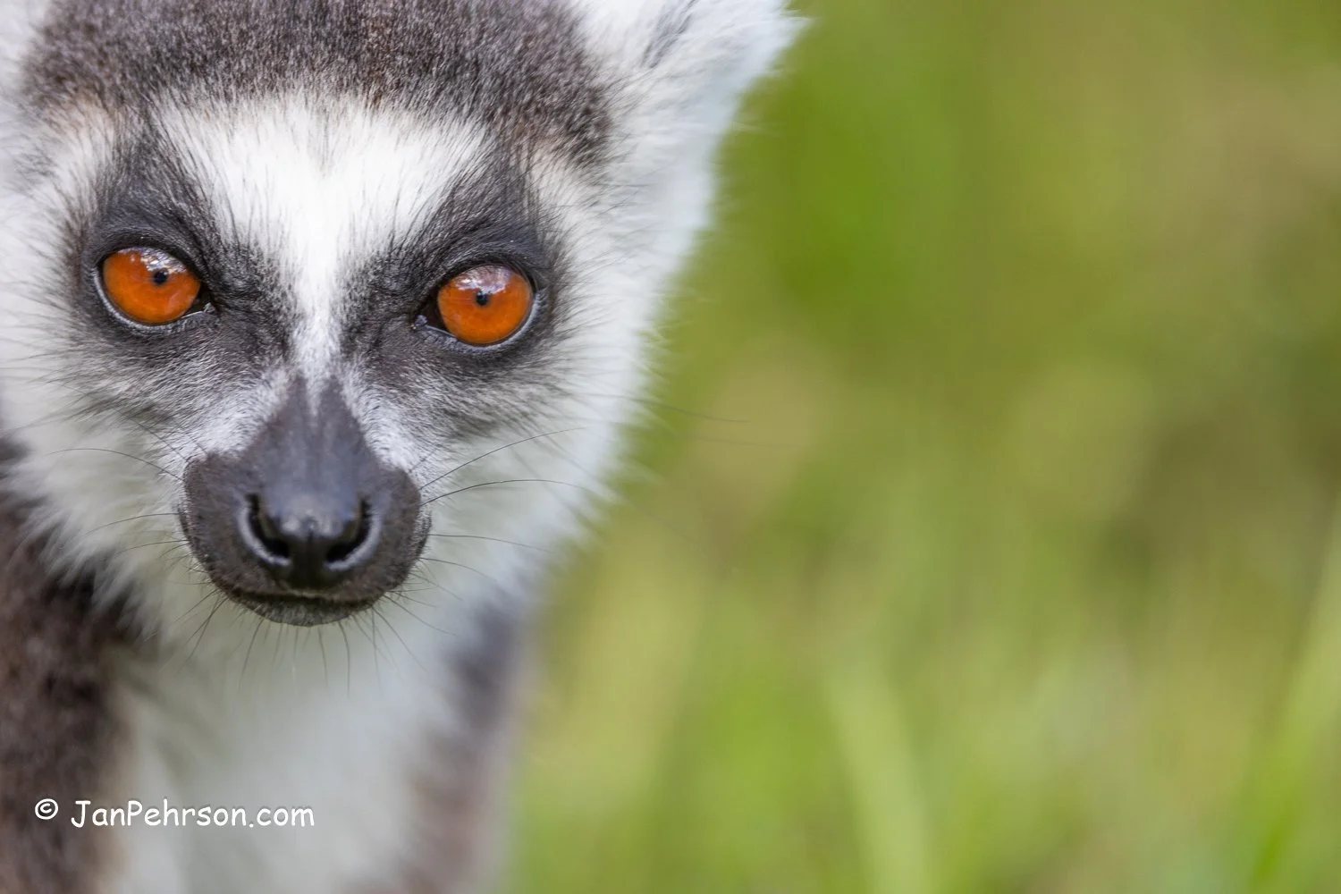 Andasibe Reserve. Ringtail Lemur (as King Julian in the Madagascar movie)