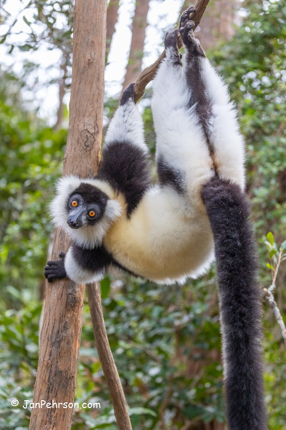 Andasibe Reserve, Madagascar. Black and White Ruffed Lemur