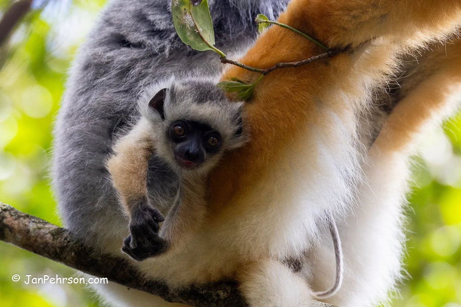 Analamazautra Park, Madagascar. Diademed Sifaka (Dancing) Lemur Mother and Baby