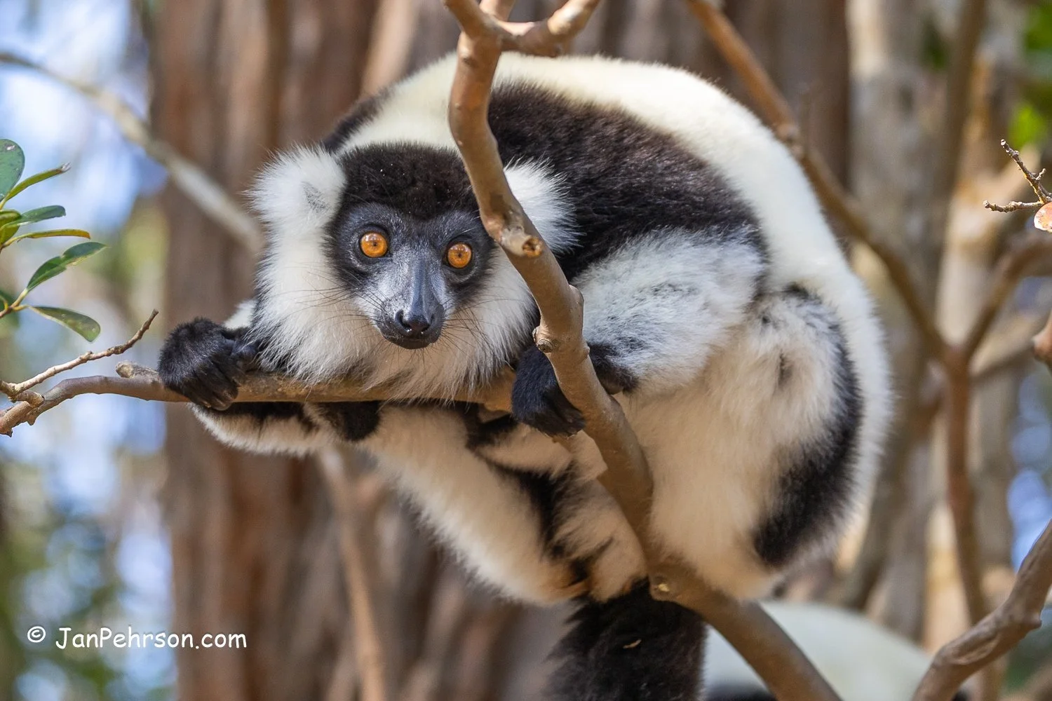Andasibe Reserve, Madagascar. Black and White Ruffed Lemur