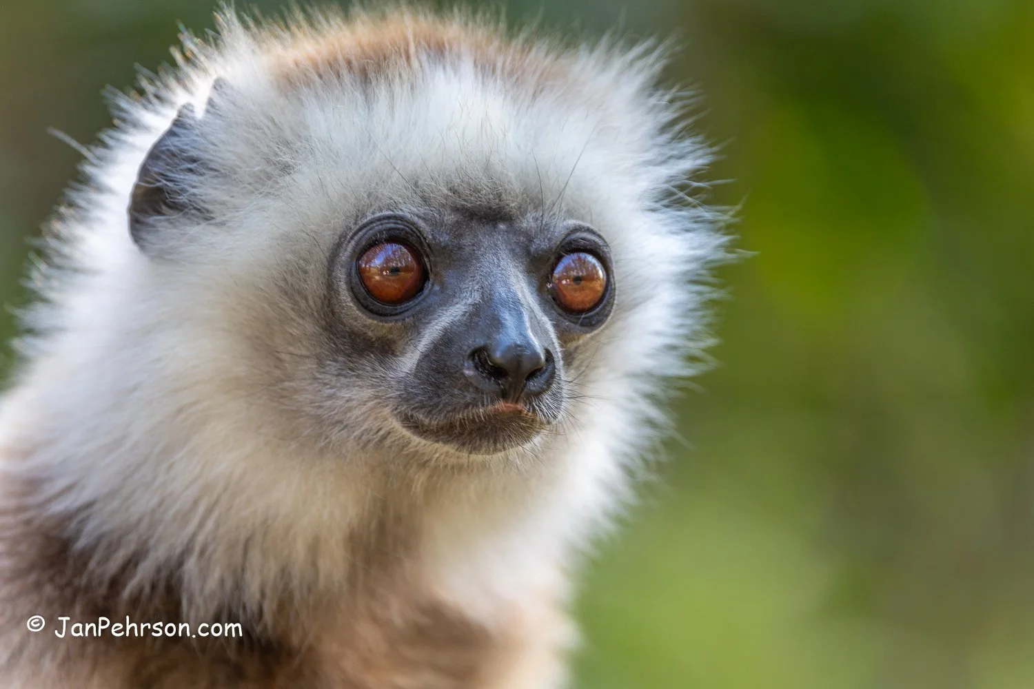 Analamazautra Park, Madagascar. Diademed Sifaka (Dancing) Lemur 