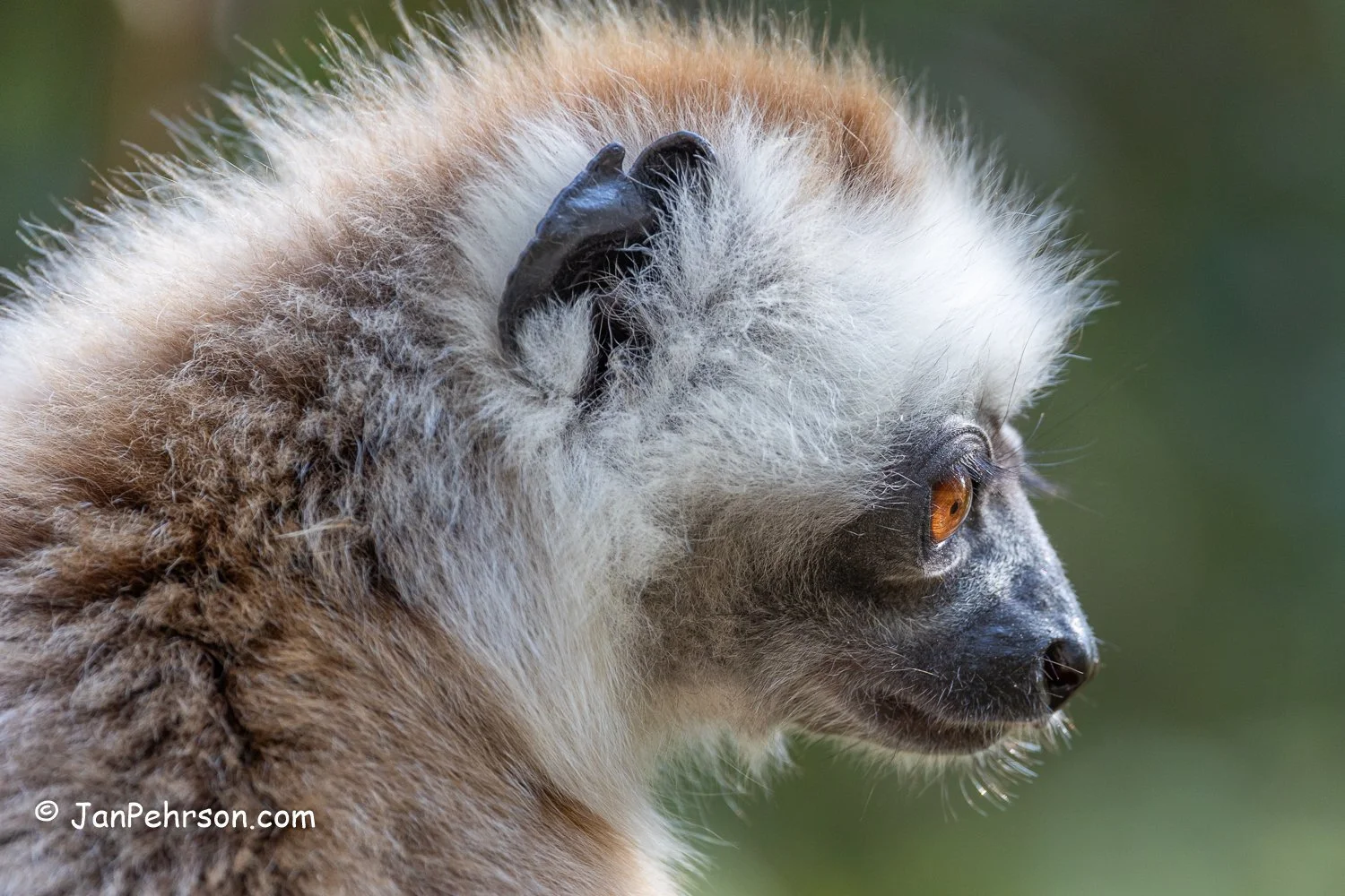 Analamazautra Park, Madagascar. Diademed Sifaka (Dancing) Lemur 