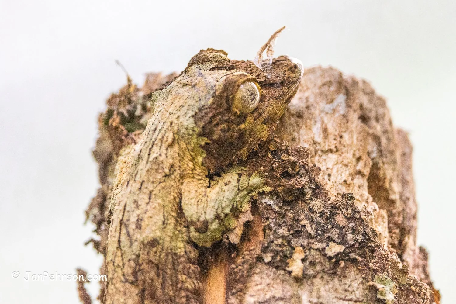 Analamazautra Park, Madagascar. Gecko