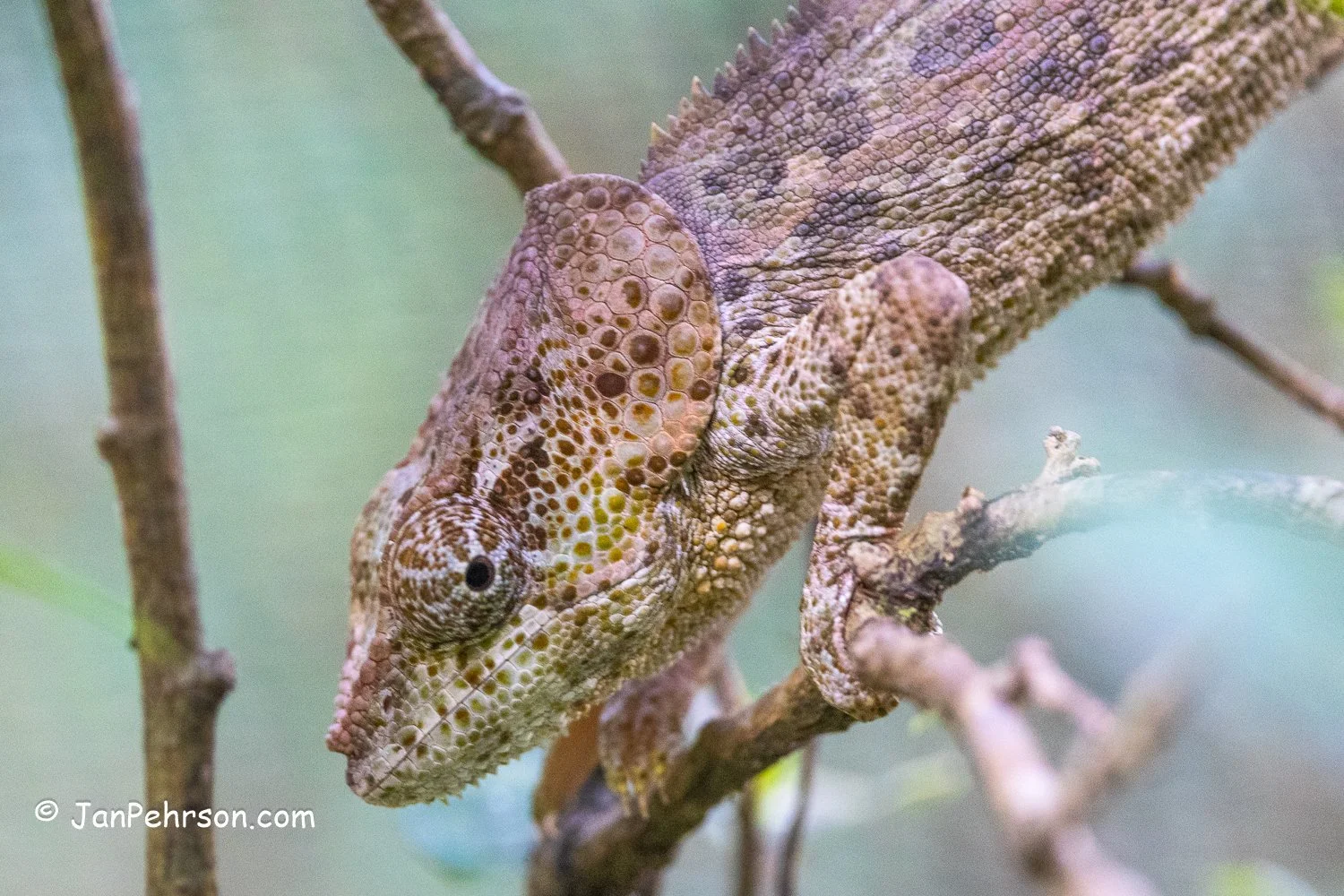Analamazautra Park, Madagascar. Chameleon