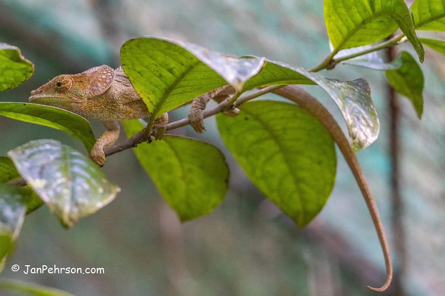 Analamazautra Park, Madagascar. Chameleon