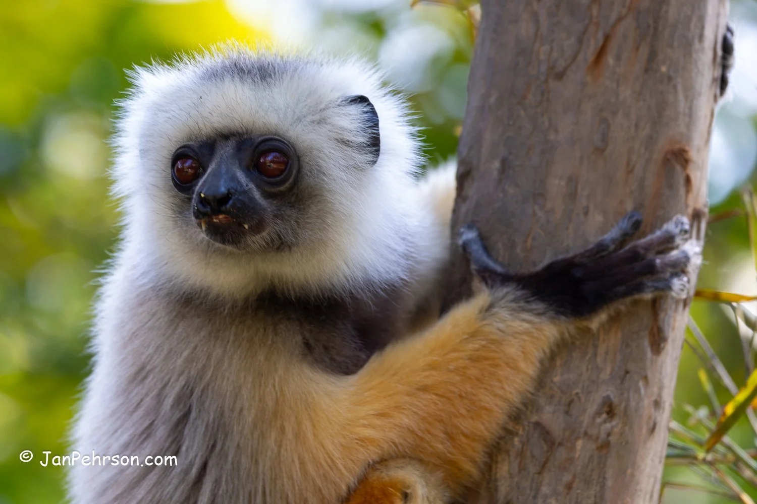Analamazautra Park, Madagascar. Diademed Sifaka (Dancing) Lemur 
