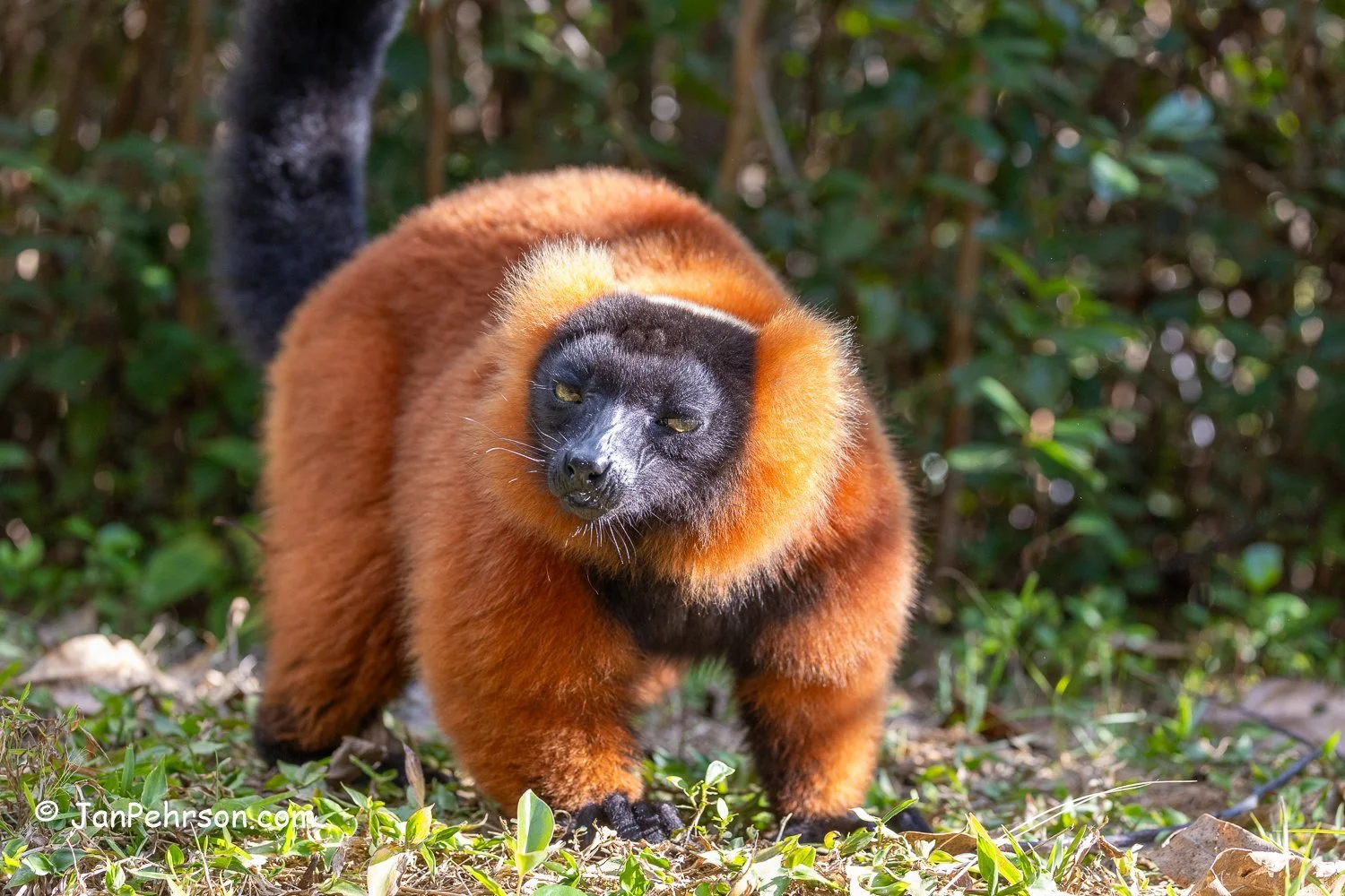 Andasibe Reserve, Madagascar. Red Ruffed Lemur