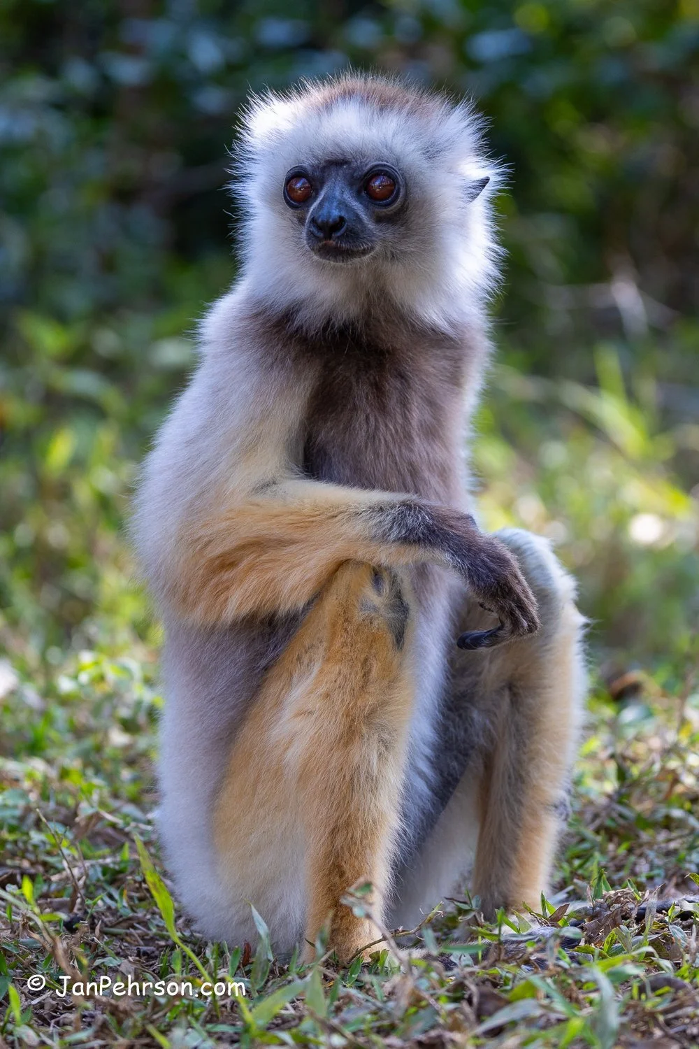 Analamazautra Park, Madagascar. Diademed Sifaka (Dancing) Lemur 